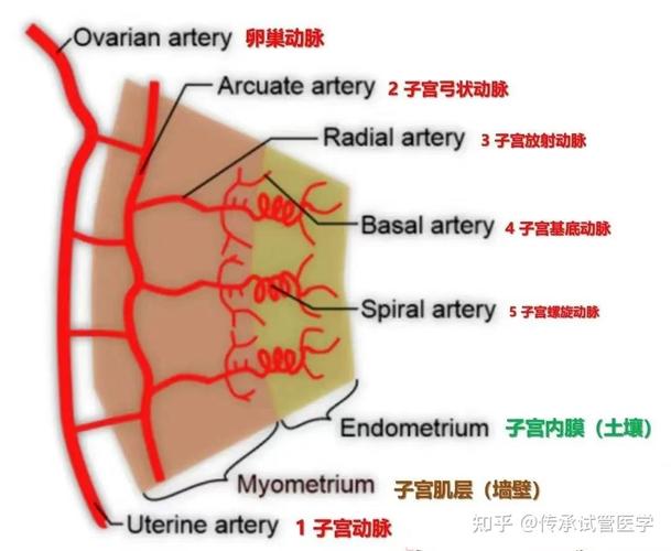 试管婴儿治疗中反复植入失败,应该怎么办? 试管婴儿治疗中反复植入失败,应该怎么办?